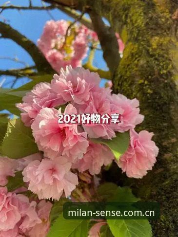 感知纯粹米兰旧版修复 旧版修复,真能让感知纯粹米兰“复活”吗?先给答案:能,但有门槛。